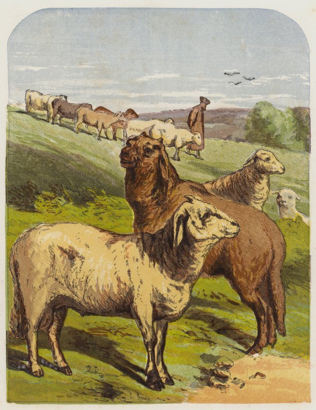 Ovce (chromolitho) od English School