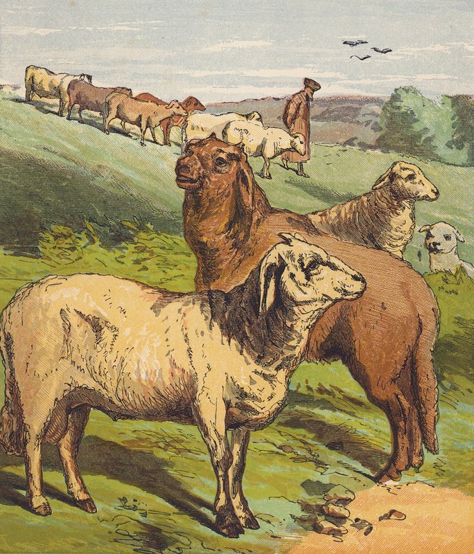 Ovce (barevná litografie) od English School
