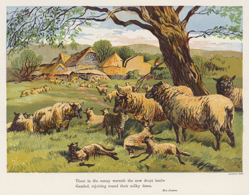 Ovce a jehňata (barevná litografie) od English School
