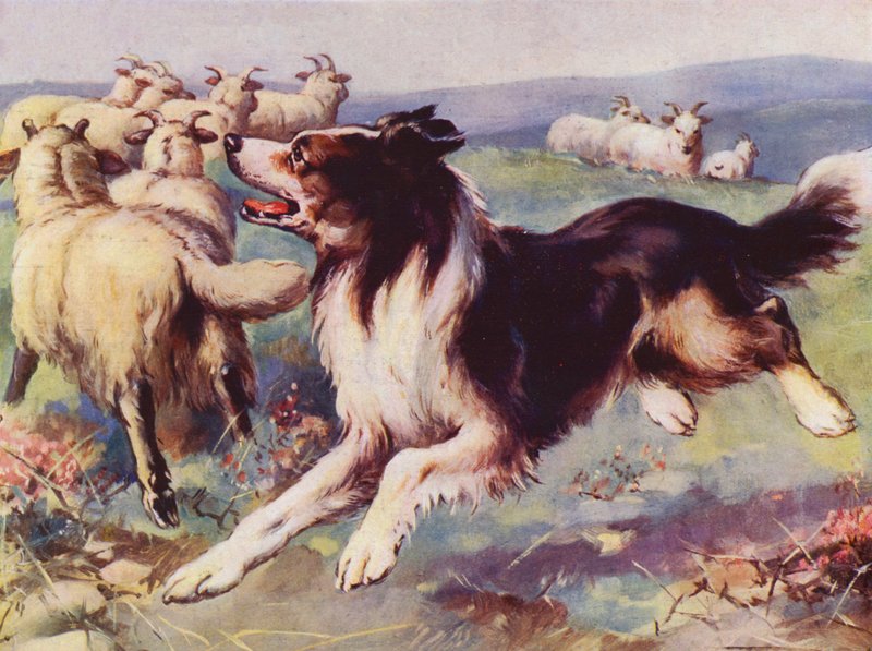 Ovčák v práci (barva lito) od English School