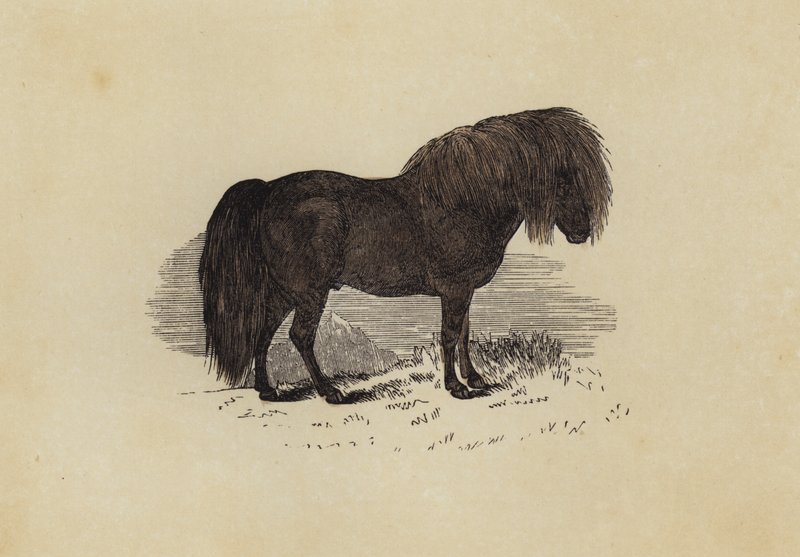 Shetlandský pony (barva lito) od English School