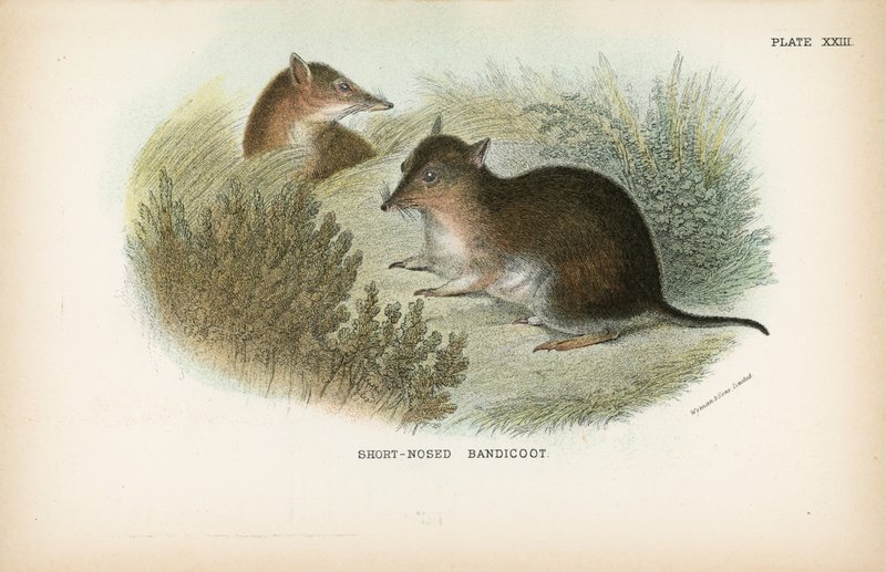 Bandicoot s krátkým nosem od English School