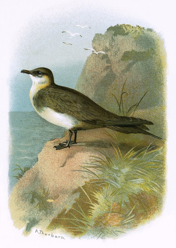 Skua od English School