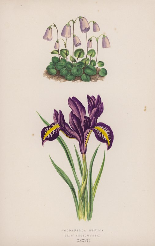 Soldanella Minima; Iris Reticulata (barevná lito) od English School