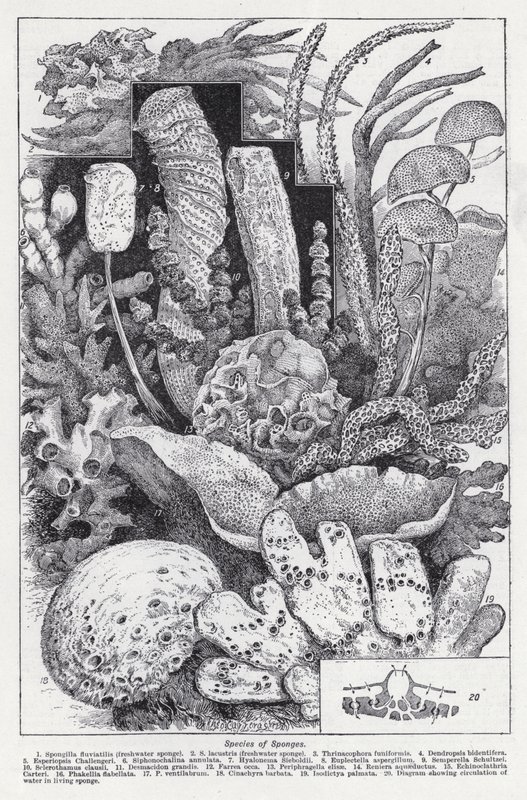 Druhy houby (litho) od English School