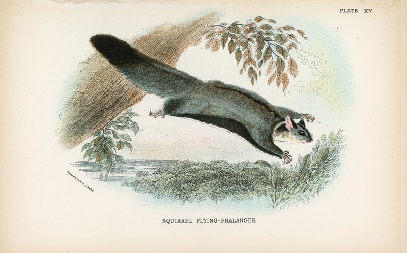 Veverka Flying-Phalanger od English School