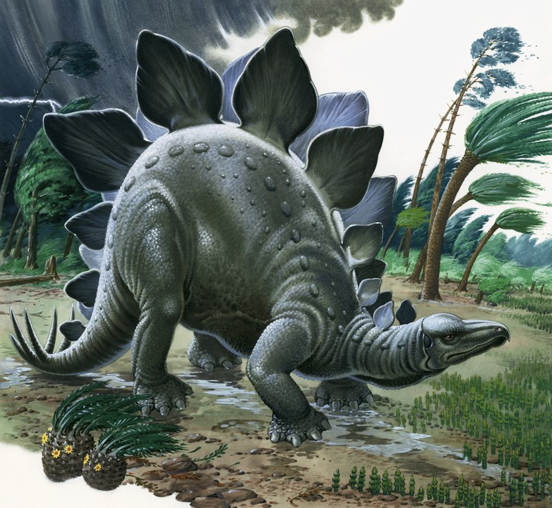 Stegosaurus od English School