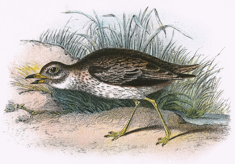 Stone Curlew od English School