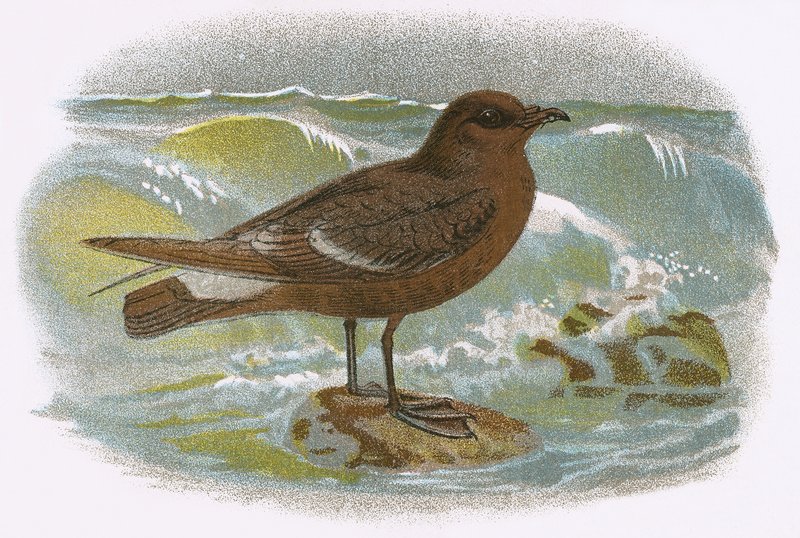 Bouřlivák petrel od English School