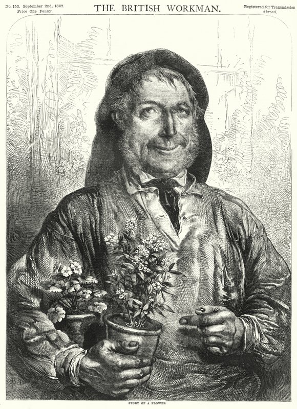 Příběh květiny (rytina) od English School