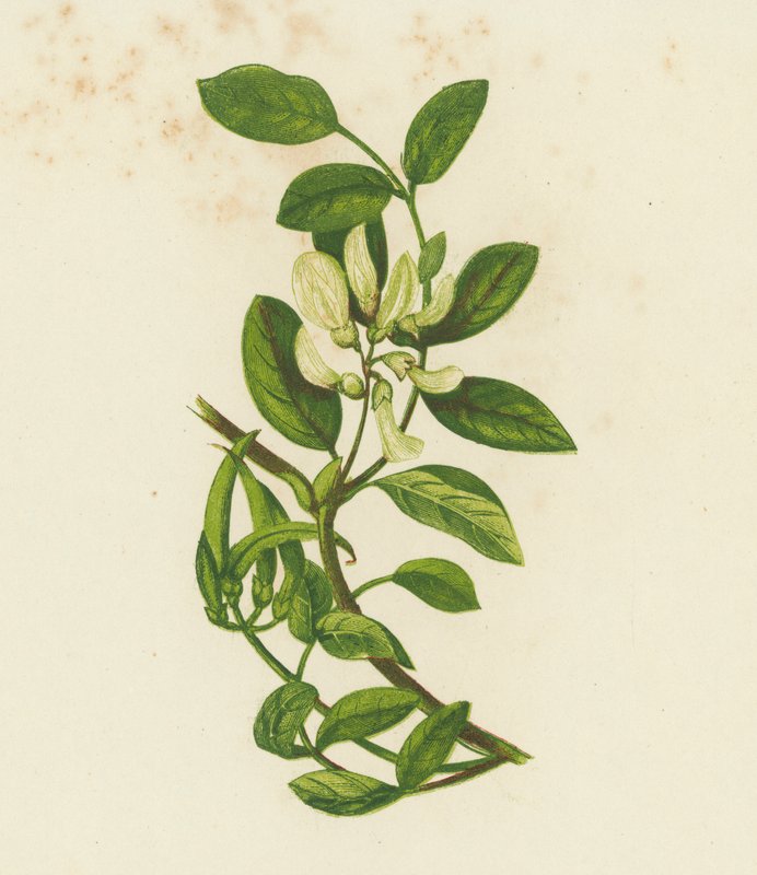 Sladká mléč, Astragalus Glyciphyllus (barevná litografie) od English School