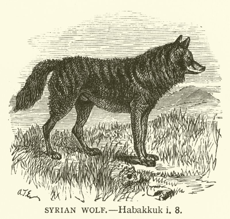 Syrský vlk, Habakuk, i, 8 (rytina) od English School