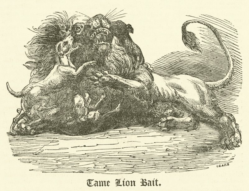 Tame Lion Bait (rytina) od English School
