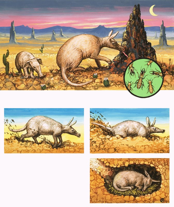 Úžasný Aardvark od English School