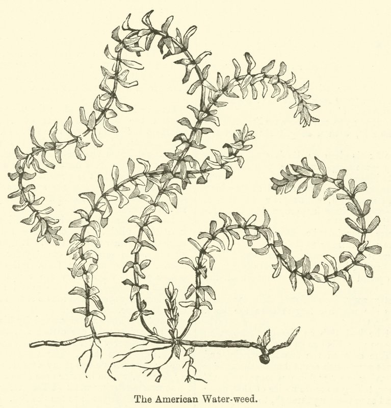 The American Water-weed (rytina) od English School