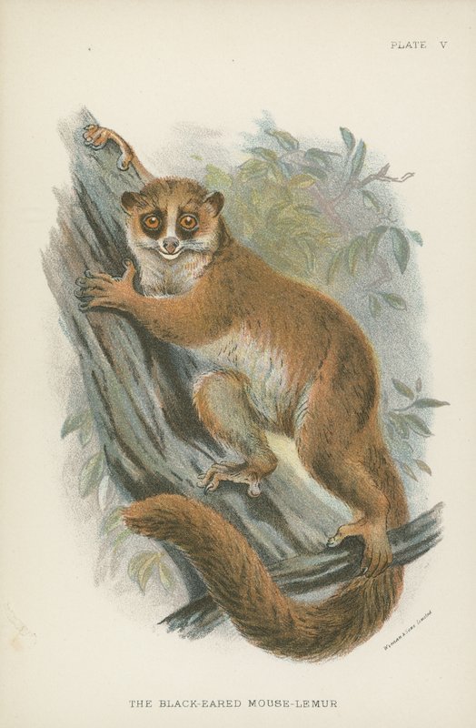 Lemur myší černoušatý od English School