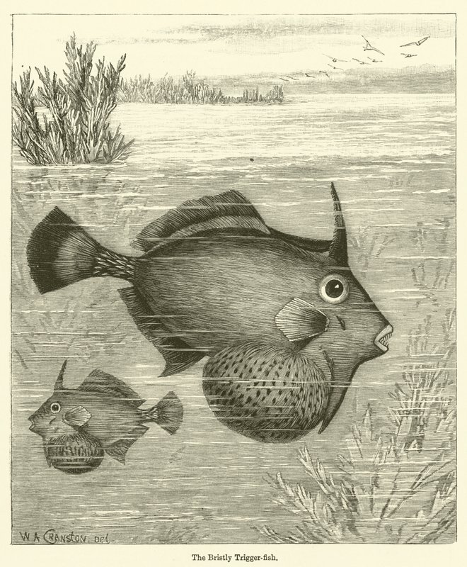 The Bristly Trigger-fish (rytina) od English School