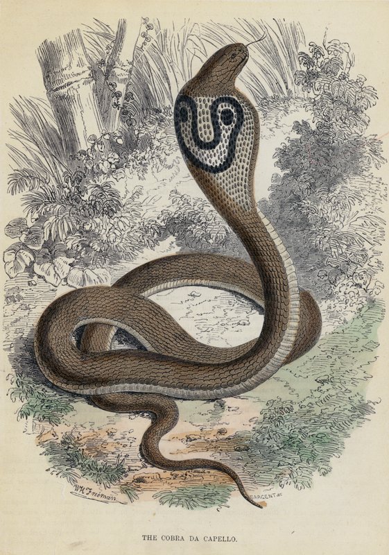 Cobra Da Capello (barevná rytina) od English School