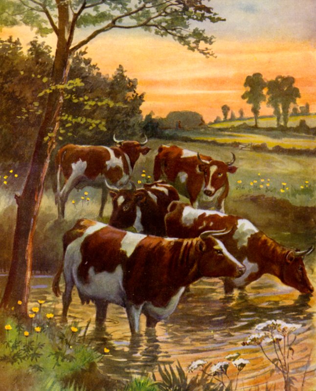 Stádo farmáře dojnic (barva lito) od English School