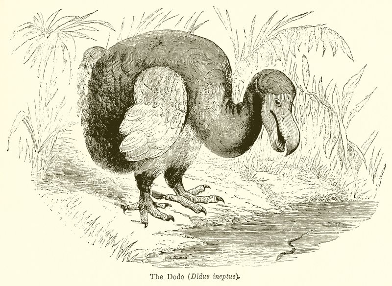 Dodo (Didus Ineptus) od English School