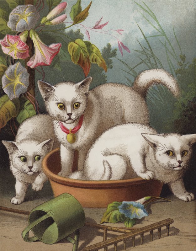 Vyděšená koťata (chromolitho) od English School