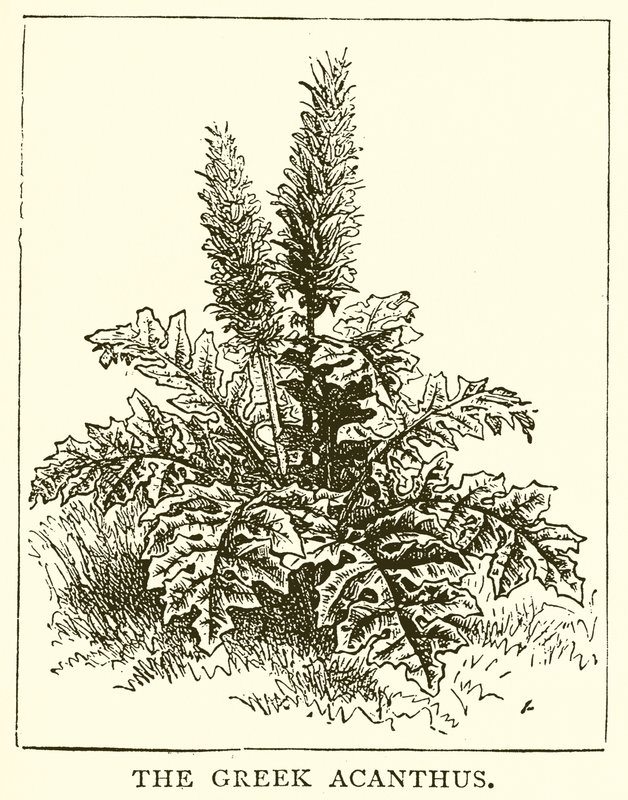 Řecký Acanthus od English School