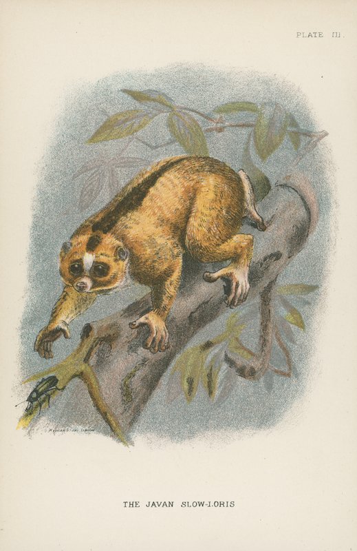 Javan Slow-Loris od English School