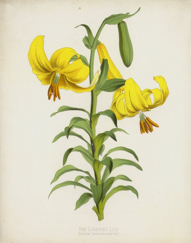 Lilie Loddiges, Lilium Loddigesianum od English School
