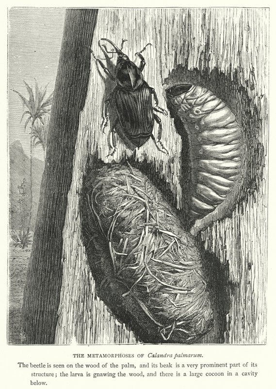 Metamorfózy Calandra palmarum (rytina) od English School
