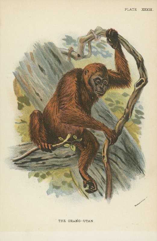 Orang-Utan od English School