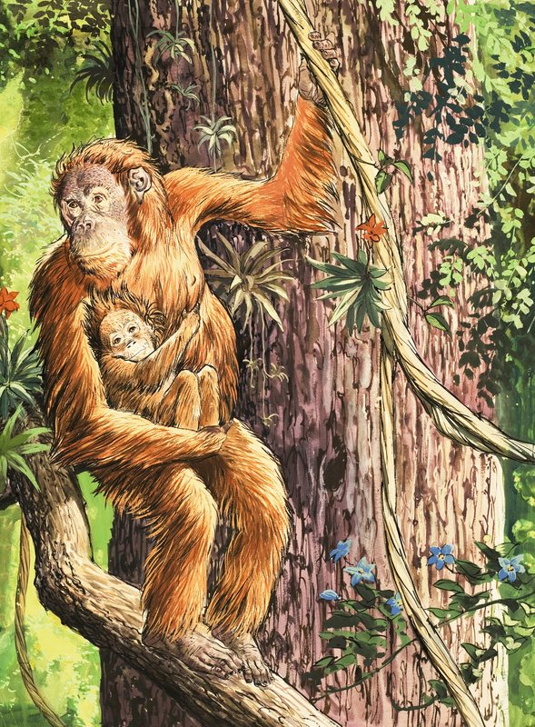 Orangutan od English School