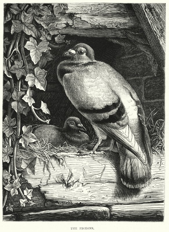 The Pigeons (rytina) od English School