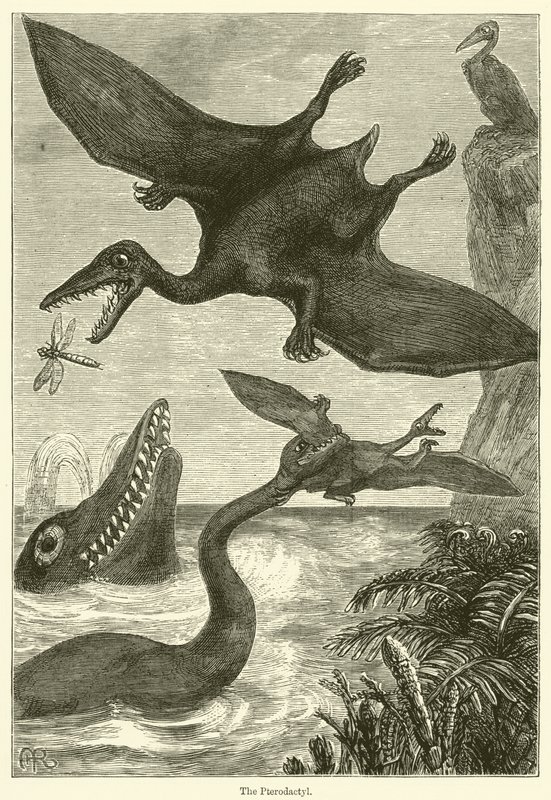 Pterodaktyl (rytina) od English School