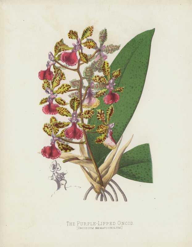 Oncid purpurový, Oncidium Haematochilum od English School