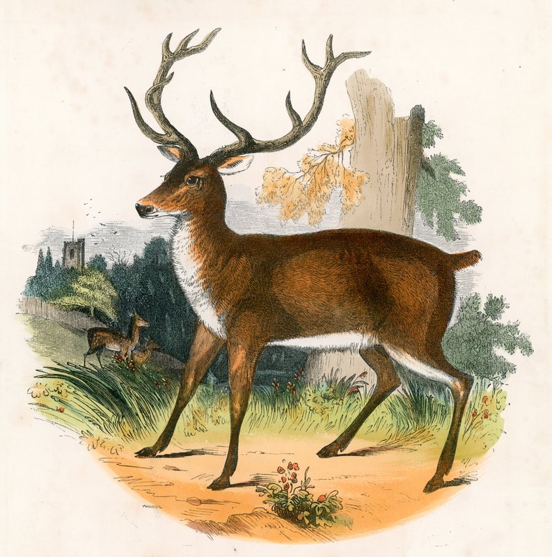 Red Deer od English School