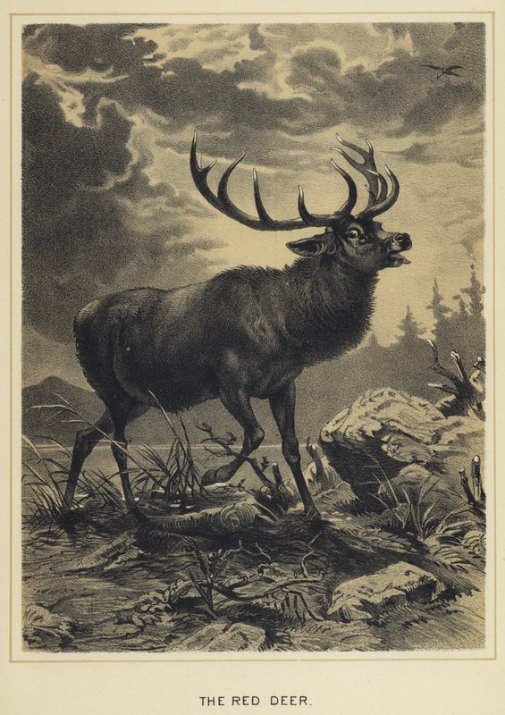 Red Deer od English School