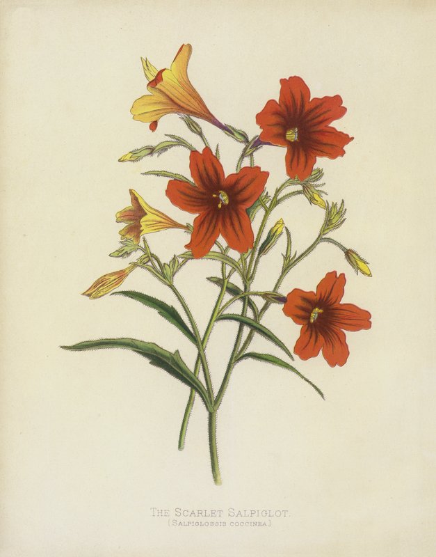 Salpiglot šarlatový, Salpiglossis Coccinea od English School