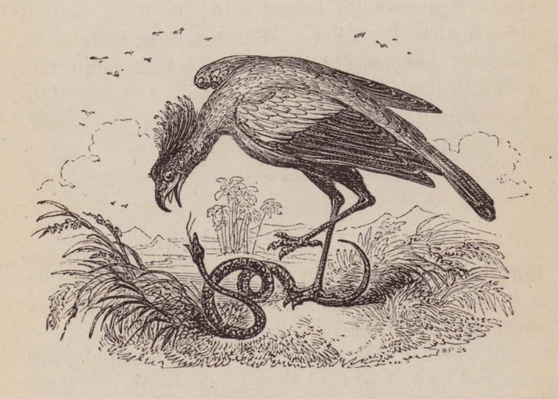 The Secretary Bird (rytina) od English School
