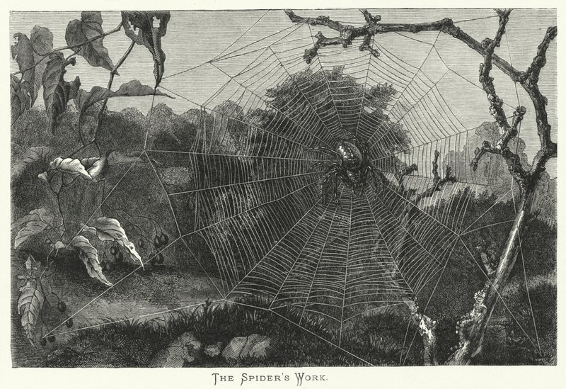 The Spider