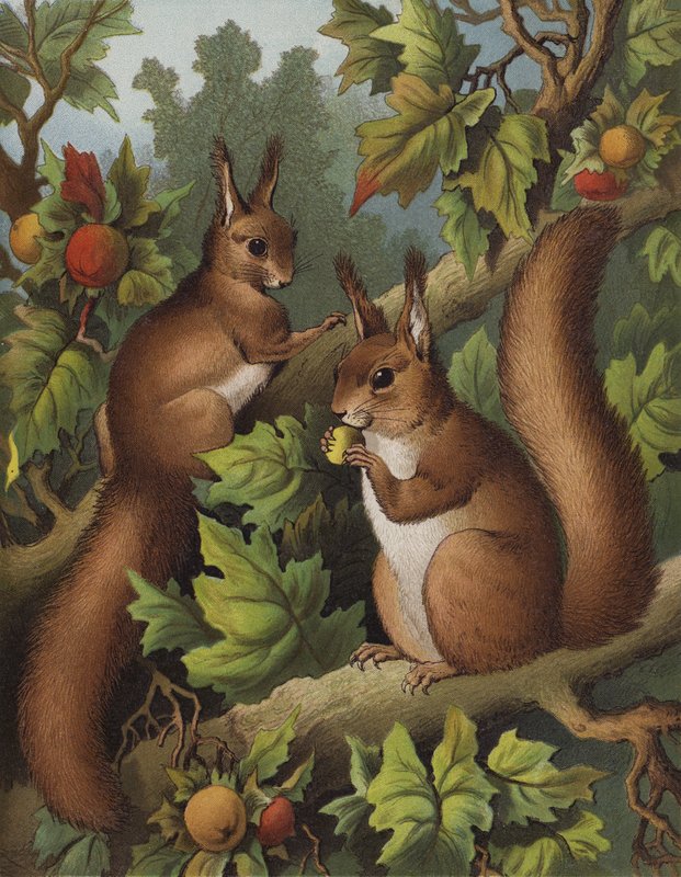 The Squirrel Tree (chromolitho) od English School