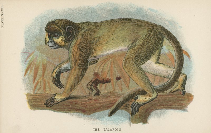 Talapoin od English School