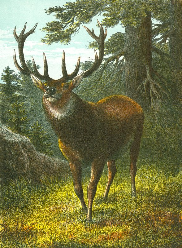 Wapiti od English School