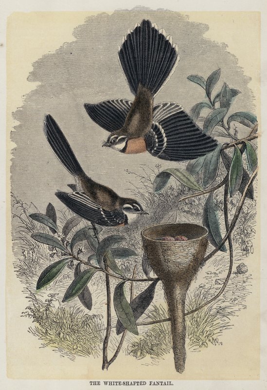 The White-Shafted Fantail (barevná rytina) od English School