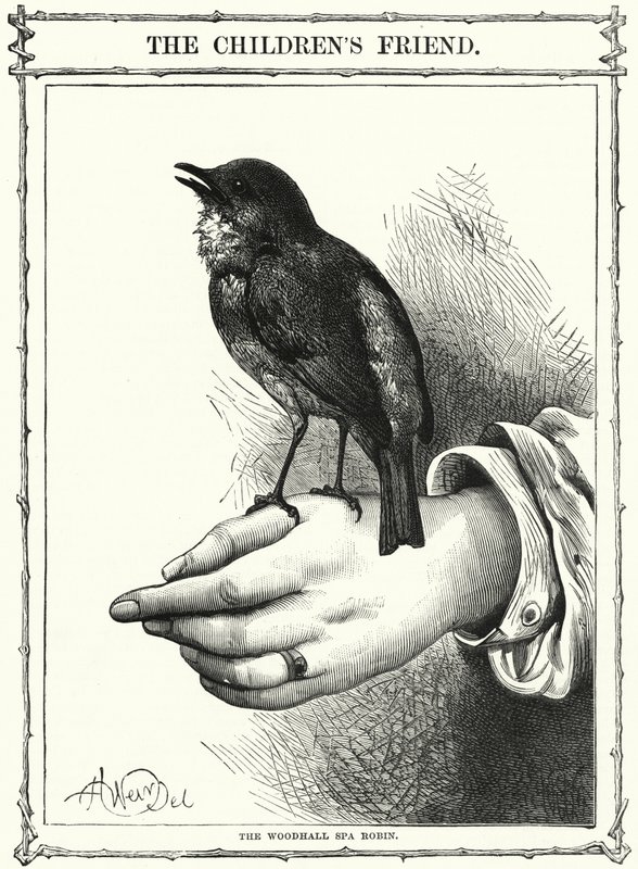 Robin z Woodhall Spa (rytina) od English School