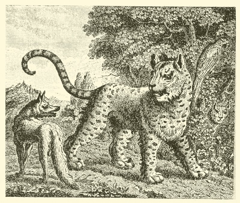 Leopard a liška (rytina) od English School