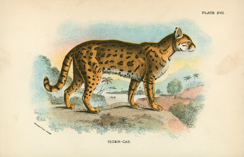 Tiger-Cat od English School
