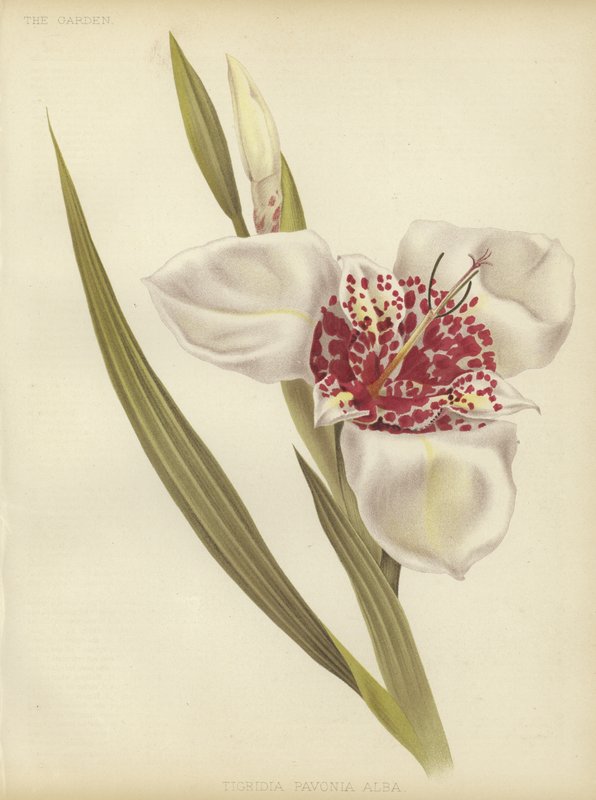 Tigridia pavonia Alba od English School