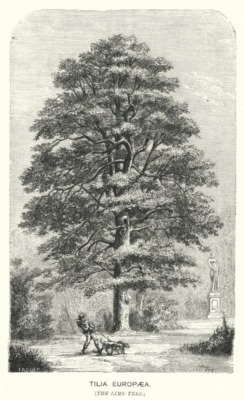 Tilia Europaea, Lípa (rytina) od English School
