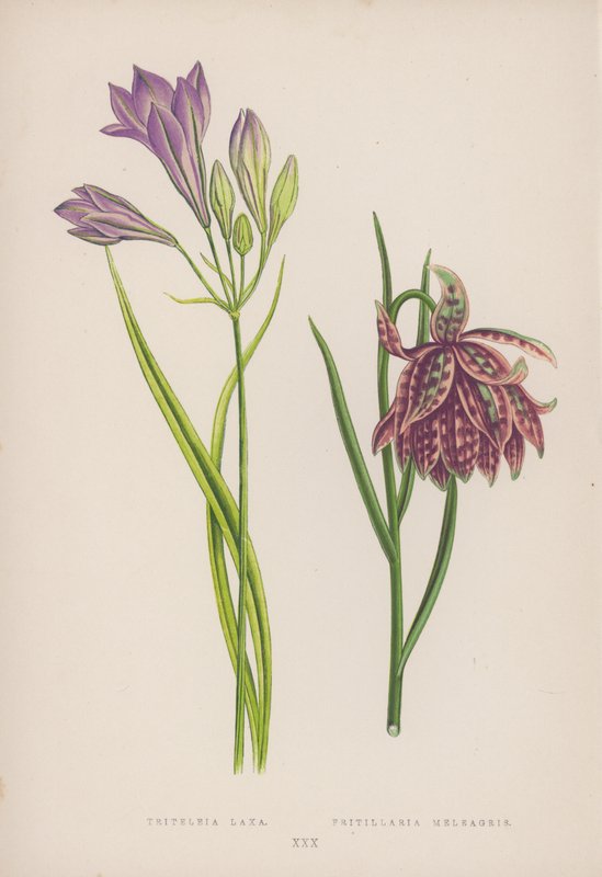 Triteleia Laxa; Fritillaria Meleagris (barva lito) od English School