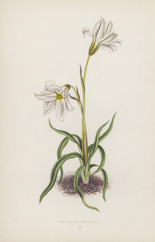 Triteleia Uniflora (barevná litografie) od English School
